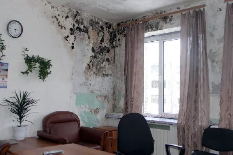 Комната покрытая плесенью Комната покрытая плесенью